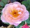Distant Thunder rose photo