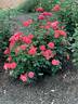 Marmalade Skies ™ rose photo