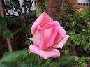 Grace de Mónaco rose photo