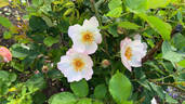 Heavenly Rosalind rose photo