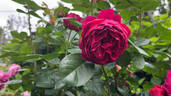 Ascot rose photo