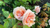 Mother of Pearl ™ rose photo