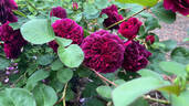 Tradescant rose photo