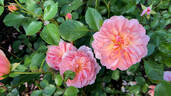 Anne Boleyn rose photo