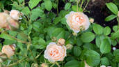 Windermere rose photo