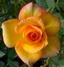 El Dorado rose photo
