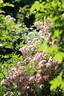 Havering Rambler rose photo