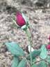 Gloire de Hollande rose photo