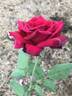 Gloire de Hollande rose photo