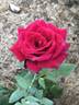 Gloire de Hollande rose photo