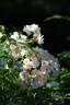 Brenda Colvin rose photo