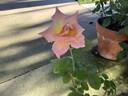 La Concha rose photo