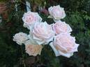 Royal Highness rose photo