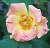 Sunshine Babylon Eyes rose photo
