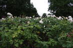 Royal Philharmonic rose photo