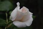 Royal Philharmonic rose photo