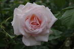 Royal Philharmonic rose photo