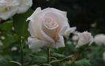 Royal Philharmonic rose photo