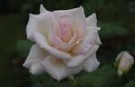 Royal Philharmonic rose photo