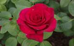 Claret rose photo