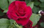 Claret rose photo