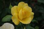Golden Smiles rose photo