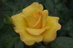 Golden Smiles rose photo