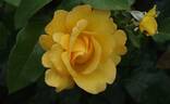 Golden Smiles rose photo