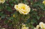 Especially for You rose photo