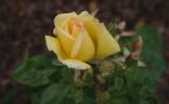 Especially for You rose photo