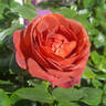 Chocoholic rose photo