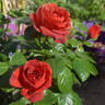 Chocoholic rose photo