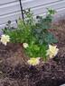 New Day rose photo