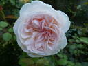 Sebastian Kneipp ™ rose photo