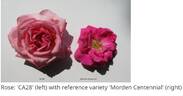Morden Centennial rose photo