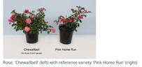 Pink Home Run rose photo
