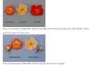 Celine Dion ™ rose photo