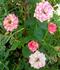 Fair Dinkum ™ rose photo