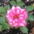 Berkeley Beauty ™ rose photo