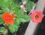 Orange Twist rose photo