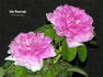 Ma Ponctuée rose photo