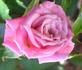 Gala rose photo