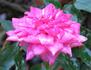 Gala rose photo
