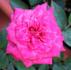 Gala rose photo