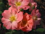 Rachel Bowes Lyon rose photo