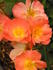 Rachel Bowes Lyon rose photo