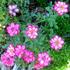 Circus Clown rose photo