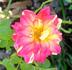 Bright Lights rose photo