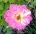 Bright Lights rose photo