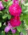 Mrs. Baker rose photo